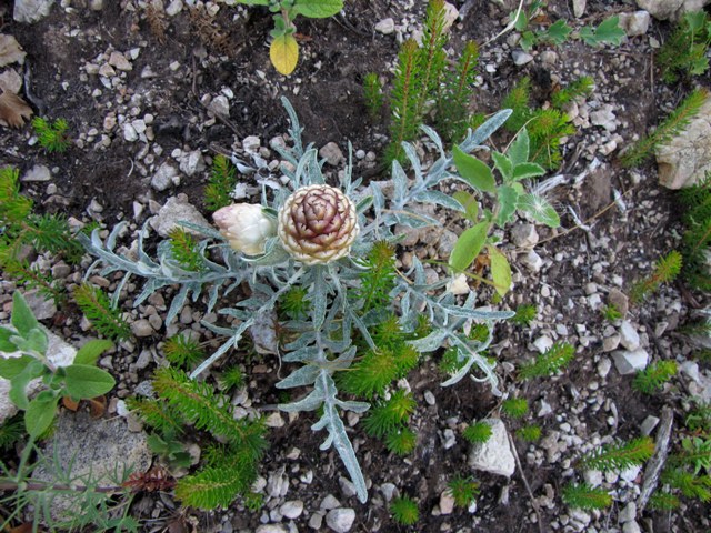 Rhaponticum coniferum / Fiordaliso ovoide